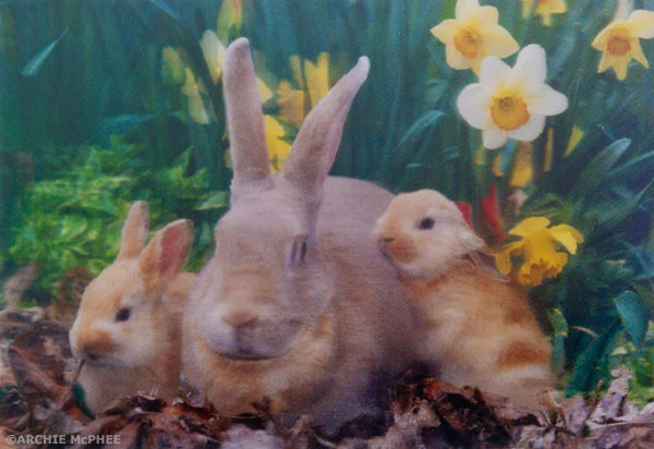 Cute and Cuddly Lenticular Card Set - Image 3