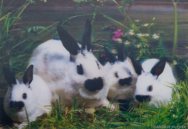 Cute and Cuddly Lenticular Card Set - Image 5
