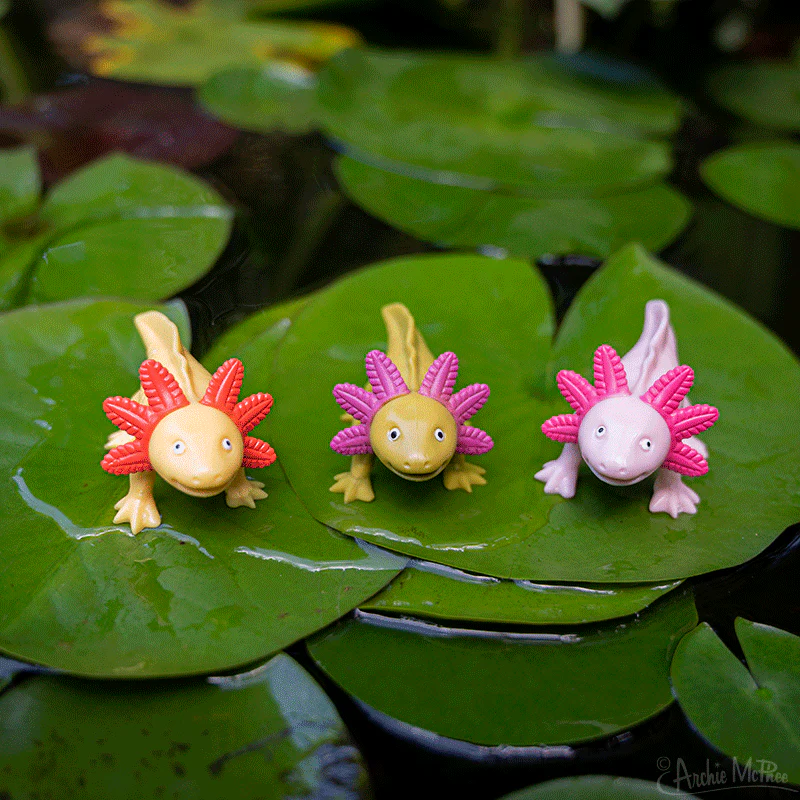 Happy Axolotls Bulk Box - Image 4