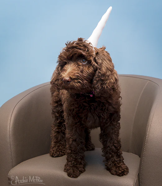 Inflatable Unicorn Horn for Cats - Image 4